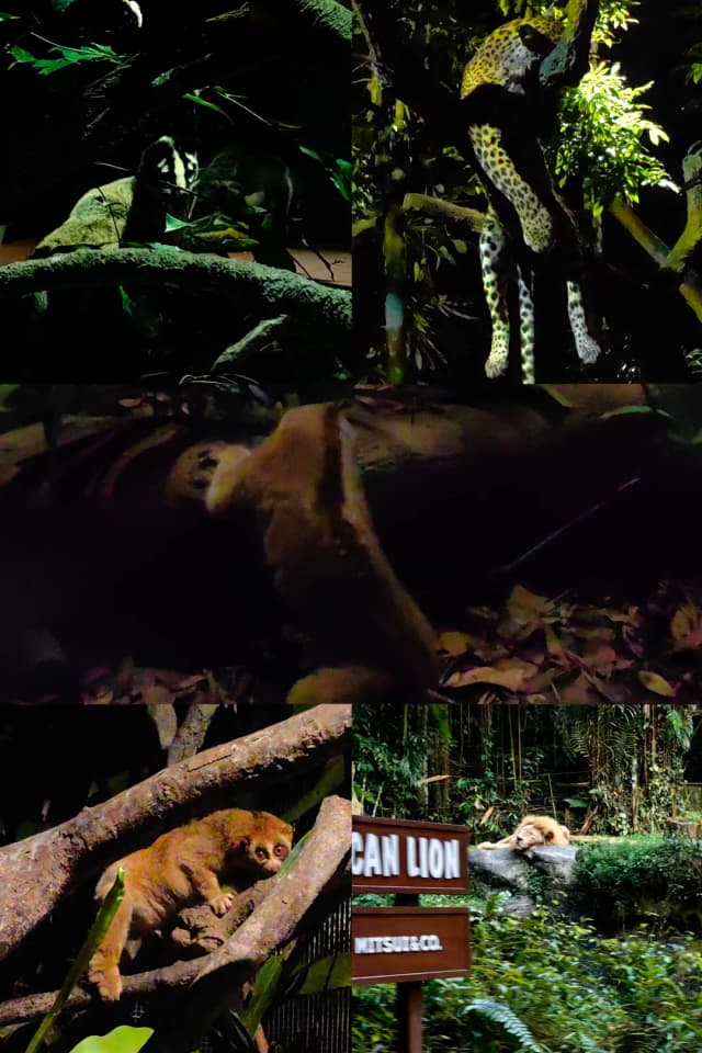 I walked through five zoos in a single day, from 9 am to 9 pm—it's totally possible if you have the stamina!