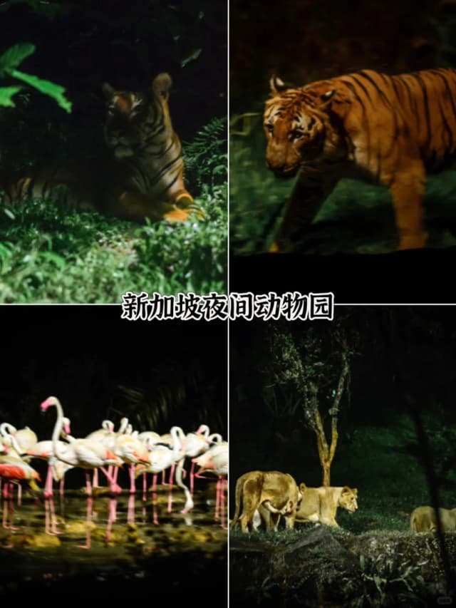 It gets so dark you can barely see the animals, and the tickets are expensive. You're honestly better off just going to the day zoo.