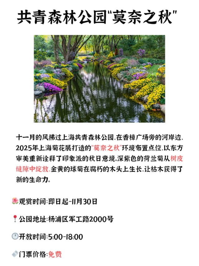 The chrysanthemums are blooming! A new wave of flower exhibitions has just arrived in Shanghai.